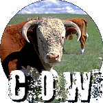 Cow